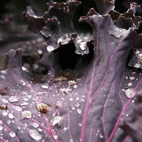 Benefits of Purple Cabbage