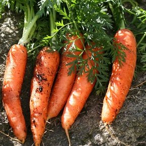 Does Carrot Juice Make You Turn Orange?